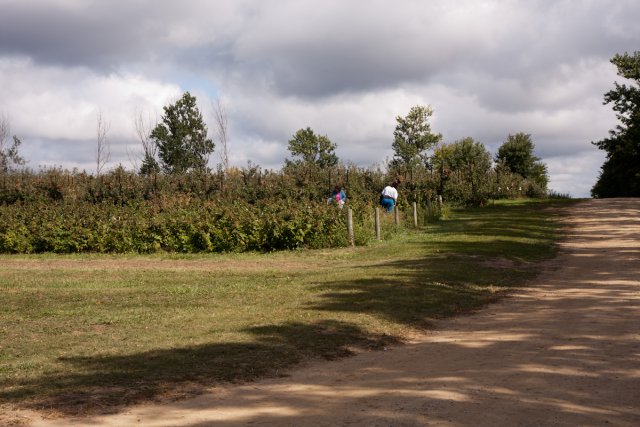 Picking Raspberries at the Afton Apple Orchard